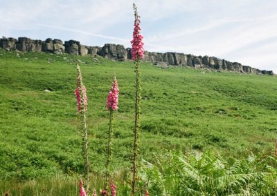 Rise Of The Fox Glove